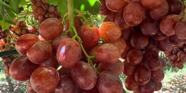 Red Grapes - Upington (Suppliers) trimmed